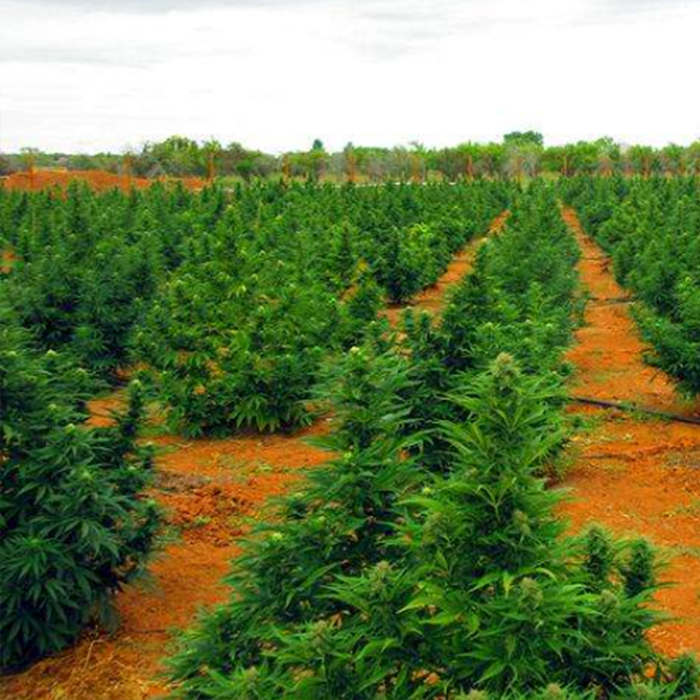 A field of hemp plants grown by Green Star Farms for Dama Botanicals.