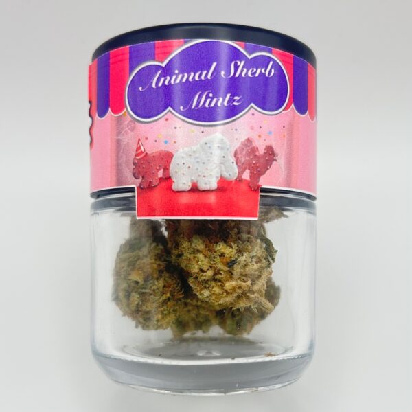 An eighth of the THCA flower Animal Sherb Mintz in a glass jar from Dama Botanicals