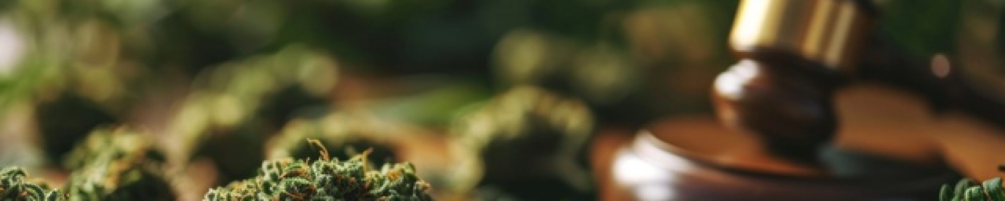 A gavel on display surrounded by cannabis.